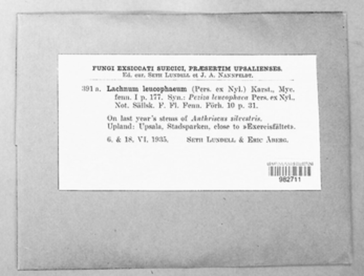 Lachnum mollissimum image